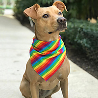 Dog Cat Pets Hats,  Caps Bandanas Bandanas Stripes Terylene Stripe 1pc miniinthebox