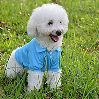 Dog Cat Polo Elegant Adorable Cute Dailywear Casual / Daily Dog Clothes Puppy Clothes Dog Outfits Breathable Purple Yellow Red Costume for Girl and Boy Dog Fabric XS S M L XL miniinthebox