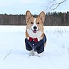 Dog Cat T-shirts Plaid Bowtie Casual / Sporty Gentle Christmas Wedding Dog Clothes Breathable Blue Costume Cotton XS S M L XL XXL