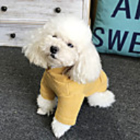 Dog Coat Hoodie Solid Colored Casual / Sporty Cute Casual / Daily Winter Dog Clothes Breathable Orange Green Costume Cotton S M L XL XXL XXXL
