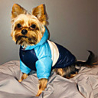 Dog Coat Jacket Solid Colored Cute Christmas Casual / Daily Winter Dog Clothes Puppy Clothes Dog Outfits Warm White Yellow Blue Costume for Girl and Boy Dog Cotton XXS XS S M L XL