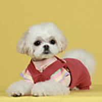 Dog Coat Jumpsuit Color Block Cute Casual / Daily Outdoor Winter Dog Clothes Puppy Clothes Dog Outfits Breathable White Red Gray Costume for Girl and Boy Dog Cotton S M L XL XXL