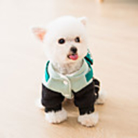 Dog Coat Jumpsuit Dinosaur Casual / Sporty Cool Casual / Daily Winter Dog Clothes Breathable Blue Costume Cotton XS S M L XL XXL