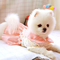 Dog Dress Princess Flower Party Cute Christmas Party Dog Clothes Breathable Pink Costume Polyster XS S M L XL