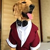 Dog Dress Tuxedo Suit Color Block Wedding Wedding Party Dog Clothes Puppy Clothes Dog Outfits Black Red Gray Costume Baby Small Dog for Girl and Boy Dog Polyster XS S M L XL / Large Dog