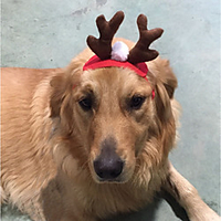 Dog Hair Accessories Puppy Clothes Reindeer Christmas Winter Dog Clothes Puppy Clothes Dog Outfits Red Costume for Girl and Boy Dog Plush Fabric