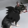 Dog Halloween Costumes Costume Bat Wings Solid Colored Holiday Cute Funny Halloween Outdoor Dog Clothes Puppy Clothes Dog Outfits Black Costume Large Dog for Girl and Boy Dog Polyster S M