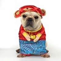 Dog Halloween Costumes Costume Puppy Clothes Color Block Holiday Funny Halloween Dog Clothes Puppy Clothes Dog Outfits Black Yellow Red Costume for Girl and Boy Dog Polyster M L XL