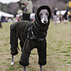 Dog Jacket Fleece Vest Solid Colored Classic Style Casual / Daily Outdoor Winter Dog Clothes Puppy Clothes Dog Outfits Breathable Black Red Green Costume for Girl and Boy Dog Cotton S M L XL XXL 3XL