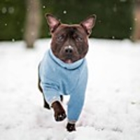 Dog Jacket Fleece Vest Solid Colored Classic Style Casual / Daily Outdoor Winter Dog Clothes Puppy Clothes Dog Outfits Breathable Light Green Blue Pink Costume for Girl and Boy Dog Cotton S M L XL