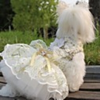 Dog Outfits Dress Puppy Clothes Embroidered Wedding Wedding Party Dog Clothes Puppy Clothes Dog Outfits Fuchsia Gold Costume for Girl and Boy Dog Polyster XS S