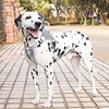 Dog Pets Harness Reflective Band Light Up Harness Reflective Adjustable Safety Outdoor Walking Solid Colored Polyester Husky Labrador Alaskan Malamute Golden Retriever Dalmatian Border Collie Black miniinthebox