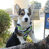 Dog Pets Harness Reflective Band Light Up Harness Reflective Vest Safety Outdoor Walking Camouflage Polyester Nylon Bulldog Bichon Frise Shih Tzu Dachshund Poodle Chihuahua Orange Green 1pc miniinthebox