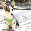 Dog Pets Harness Reflective Band Soft Vest Safety Outdoor Walking Solid Colored Polyester PP Bulldog Bichon Frise Schnauzer Shih Tzu Dachshund Poodle Green 1pc miniinthebox