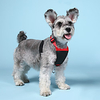 Dog Pets Mesh Harness Portable Breathable Soft Vest Color Block Polyester PP Dalmatian Bulldog Shiba Inu Schnauzer Dachshund Poodle Red 1pc miniinthebox