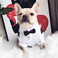 Dog Suit Puppy Clothes Striped Wedding Wedding Party Dog Clothes Puppy Clothes Dog Outfits White Costume for Girl and Boy Dog Polyster L XL XXL