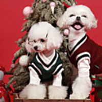 Dog Sweater Vest Stripes Casual / Sporty Fashion Casual / Daily Winter Dog Clothes Breathable Red Khaki Green Costume Cotton S M L XL XXL XXXL