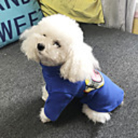 Dog Sweatshirt Character Casual / Sporty Cute Casual / Daily Winter Dog Clothes Breathable Yellow Blue Costume Cotton S M L XL XXL XXXL