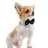 Dog Tie / Bow Tie Cotton Small Dog Orange Green / Winter