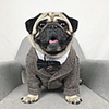 Dog Tuxedo Jacket Plaid / Check Wedding Wedding Party Outdoor Dog Clothes Black Coffee Costume Polyster XS S M L XL XXL