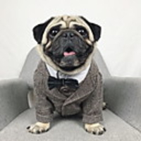 Dog Tuxedo Jacket Plaid / Check Wedding Wedding Party Outdoor Dog Clothes Black Coffee Costume Polyster XS S M L XL XXL