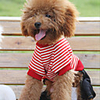 Dual-Striped Sweater for Dogs (XS-XL,  Red)