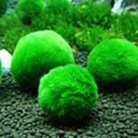 Fish Tank Aquarium Decoration Anacharis Arquatic Plant Fish Bowl Plants Green Professional Special Material 5 Pieces 4 cm
