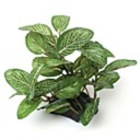 Fish Tank Aquarium Decoration Arquatic Plant Fish Bowl Artificial Plants Rainbow Professional Special Material 1 10 cm