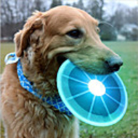 Flying Disc Dog Pets Pet Toy 1pc Pet Friendly Sparkling with LED Light ABS Gift