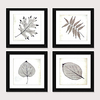 Framed Art Print Framed Set 4 - Boreal Europe Style Plant Specimens PS Illustration Wall Art