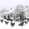 Garden Park Garden Creative Decoration Card Placement Rooster Simulation Ornaments Lawn Decoration Garden miniinthebox