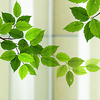 Green Leaves Matte Window Film Cling Vinyl Thermal-Insulation Privacy Protection Home Decor For Window Cabinet Door Sticker Window Sticker - 6058CM miniinthebox