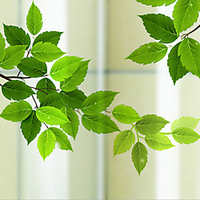 Green Leaves Matte Window Film Cling Vinyl Thermal-Insulation Privacy Protection Home Decor For Window Cabinet Door Sticker Window Sticker - 6058CM miniinthebox
