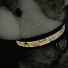 High-quality Nightlight Pet Collar(Yellow)