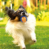 Interactive Toy Dog Toy Squeaky Balls Dog Play Toy Sqeauking Toy Dog Pet Friendly Pet Exercise Releasing Pressure TPR Gift Pet Toy Pet Play miniinthebox