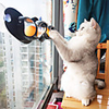 Lemonbest Pet Cat Funny Ball Toy Sucker Windows Cat Toy Play Pipe With Balls Cat Toy Track Play Tunnel Pet Toys Products