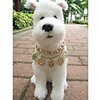 Necklace for Dogs (S-L,  Assorted Colors)