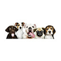 New Cartoon Dogs Self Adhesive Wall Stickers Creative Children