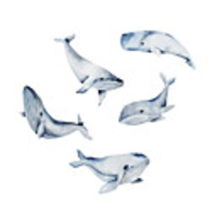 New Cartoon Stickers Whale Self Adhesive Wall Stickers Creative Children