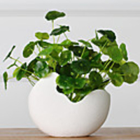 Others Pastoral Style Tabletop Flower 1