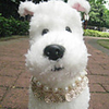 Party Queen Pearl Necklace for Dogs (S-L)