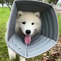 Pet Recovery Collar - Soft Cone for Dogs and Cats Post Surgery miniinthebox