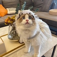 Pet Skirt Cool and Comfortable Ins Wind Lace 2022 New Birthday Dress Princess Skirt Dog Clothes Thin Section miniinthebox