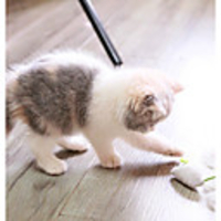 Plush Toy Cat Pet Toy 3pcs Animals Plush Gift