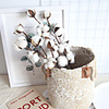 Real Cotton Branch Home Decoration Wedding Plant INS Air-Dry Flower Wedding Wall