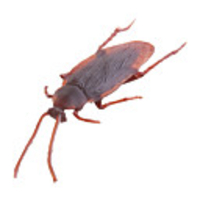 Realistic Rubber Cockroaches
