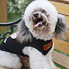 Rose Flower Cotton Dog Shirt (XS – XL,  Black)