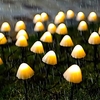 Solar String Lights Garden Decoration LED Mushroom Lights Outdoor Waterproof Fairy Light 5M-20LEDs 3M-10LEDs Garland Patio Holiday Decoration Outdoor IP65 Solar Light miniinthebox