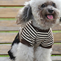 Striped Style Dog Shirt (XS-L,  Brown)
