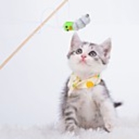 Teaser Feather Toy Interactive Toy Cat Toys Set Cat Pet Toy 1pc Pet Exercise Releasing Pressure Wood Plush Gift